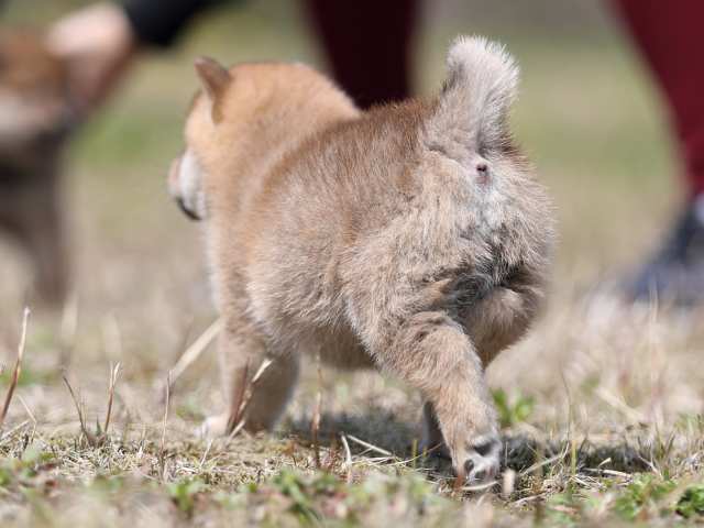 AI5I8562-puppy AI5I8562-puppy