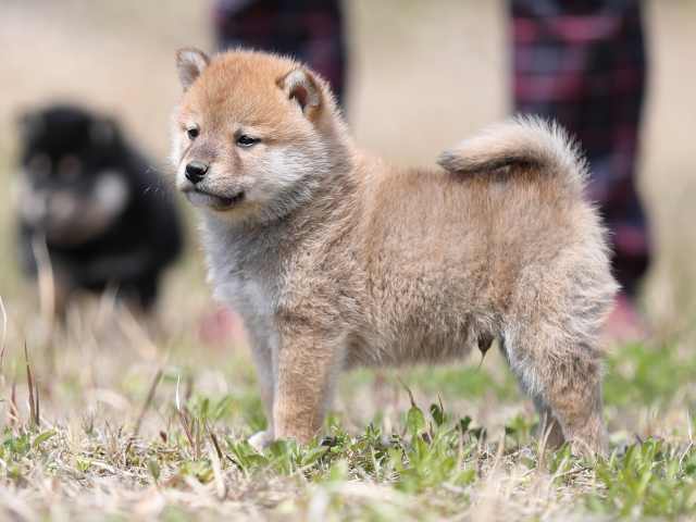 AI5I8569-puppy AI5I8569-puppy