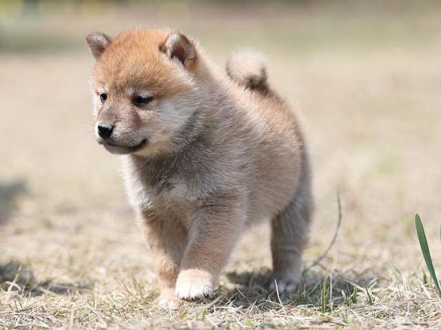 AI5I8619-puppy AI5I8619-puppy