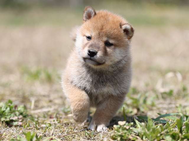 AI5I8652-puppy AI5I8652-puppy