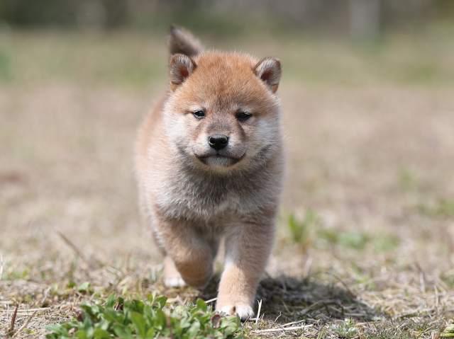 AI5I8683-puppy AI5I8683-puppy