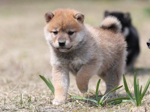 AI5I8741-puppy AI5I8741-puppy