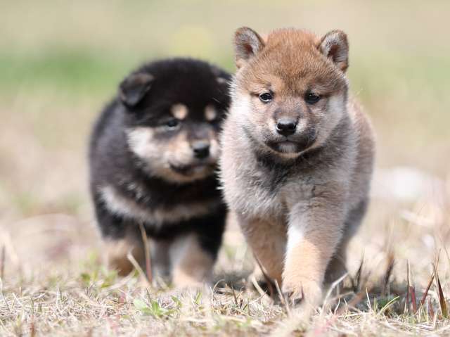 AI5I8770-puppy AI5I8770-puppy