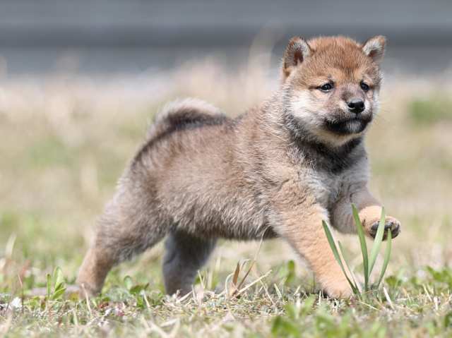 AI5I8894-puppy AI5I8894-puppy