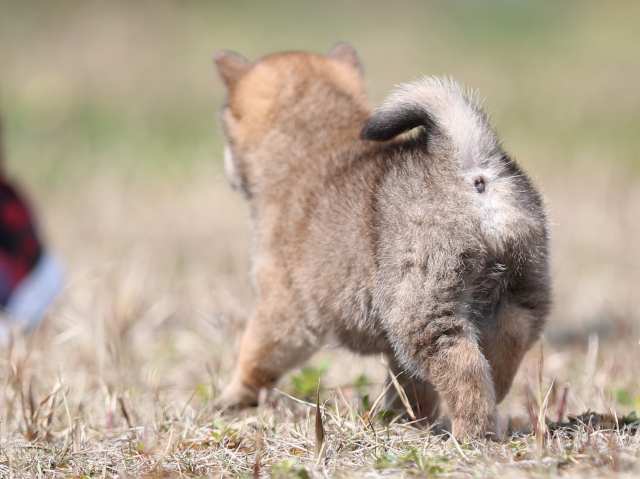 AI5I8921-puppy AI5I8921-puppy