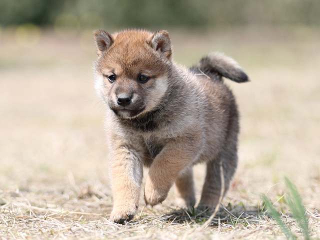 AI5I8979-puppy AI5I8979-puppy