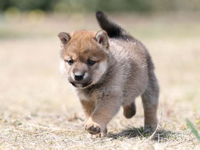 AI5I8980-puppy AI5I8980-puppy