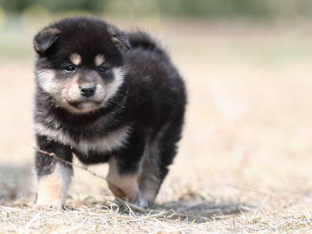 AI5I9078-puppy AI5I9078-puppy
