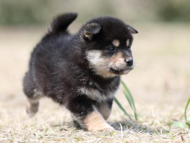 AI5I9093-puppy AI5I9093-puppy