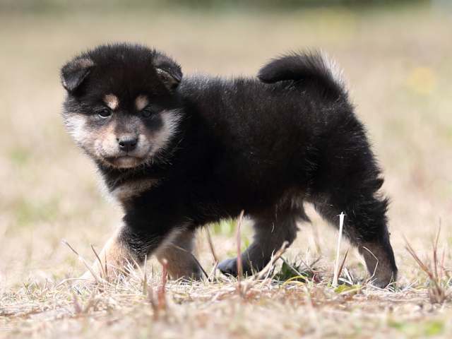 AI5I9157-puppy AI5I9157-puppy