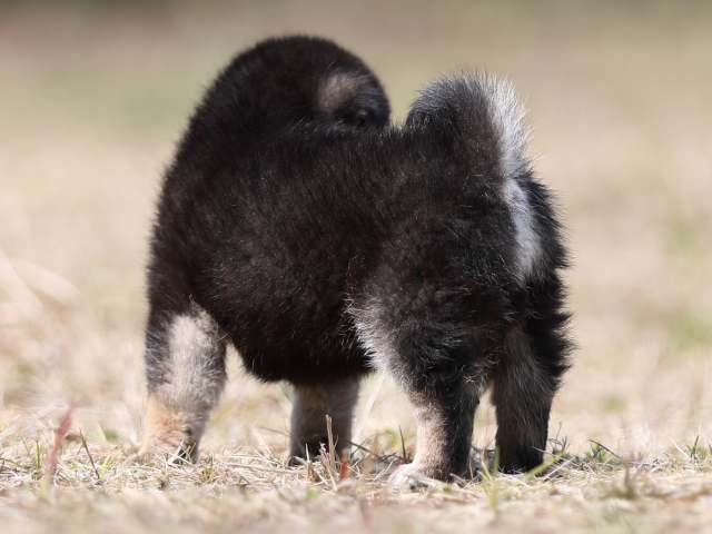 AI5I9162-puppy AI5I9162-puppy