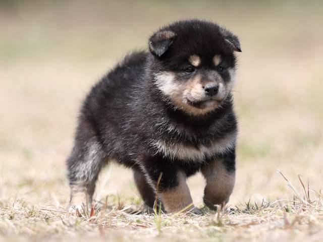 AI5I9167-puppy AI5I9167-puppy