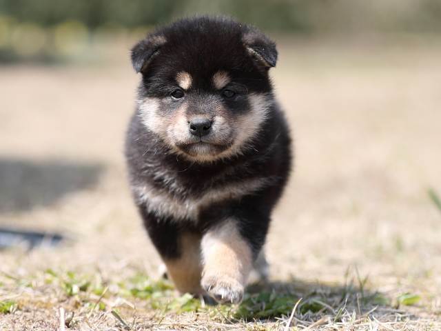AI5I9192-puppy AI5I9192-puppy