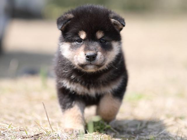 AI5I9199-puppy AI5I9199-puppy