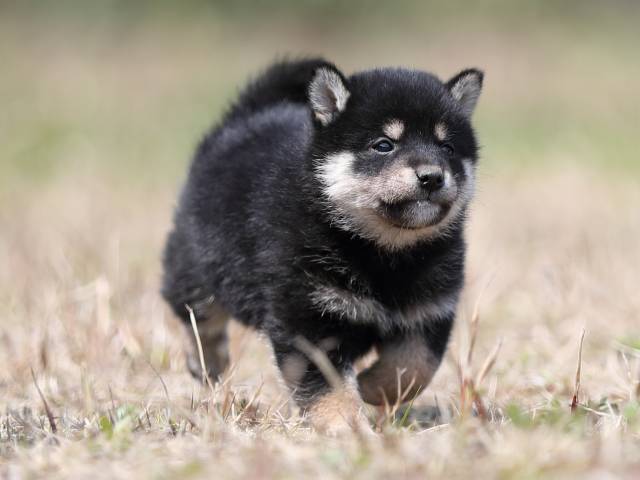 AI5I9240-puppy AI5I9240-puppy