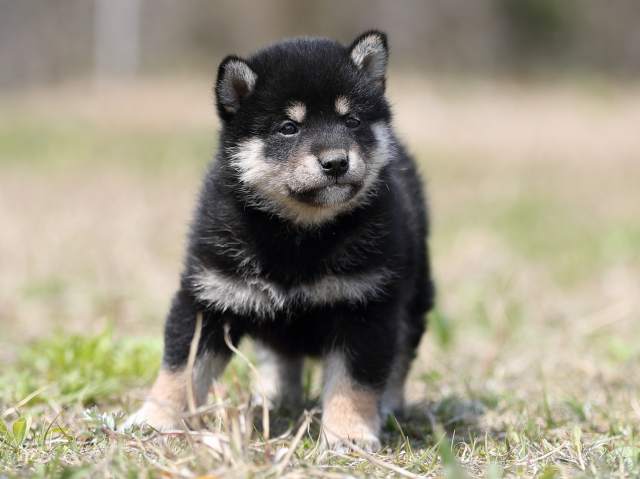 AI5I9280-puppy AI5I9280-puppy