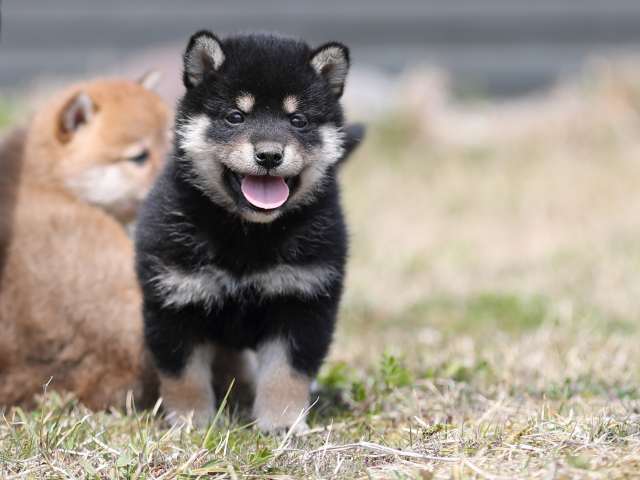 AI5I9342-puppy AI5I9342-puppy