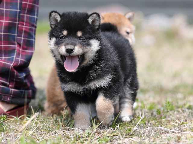 AI5I9349-puppy AI5I9349-puppy