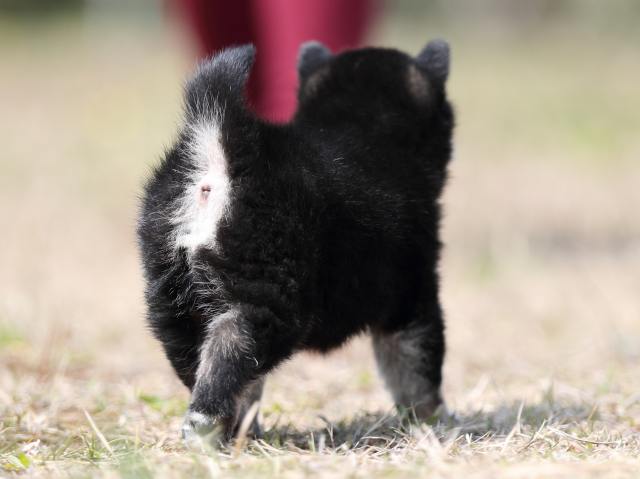 AI5I9363-puppy AI5I9363-puppy