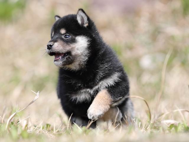 AI5I9388-puppy AI5I9388-puppy