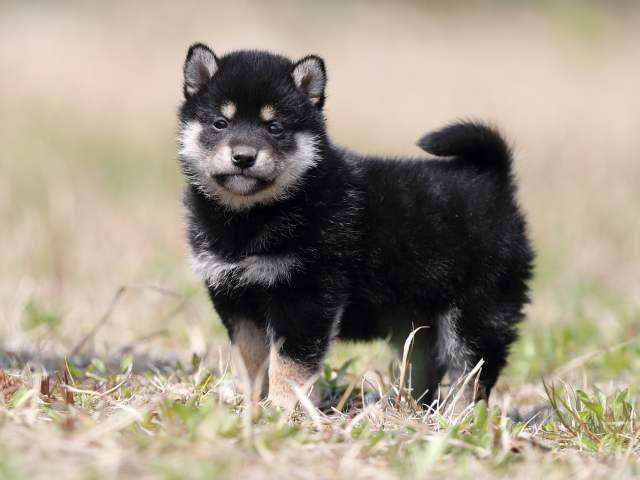 AI5I9393-puppy AI5I9393-puppy