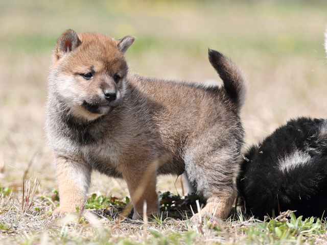 AI5I9412-puppy AI5I9412-puppy