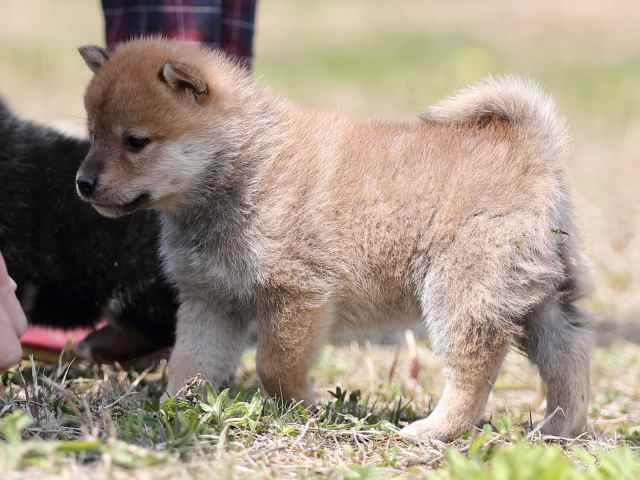 AI5I9424-puppy AI5I9424-puppy