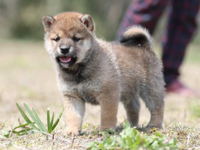 AI5I9469-puppy AI5I9469-puppy