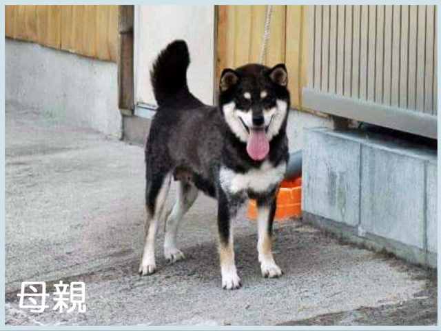 風市女号 風市女号