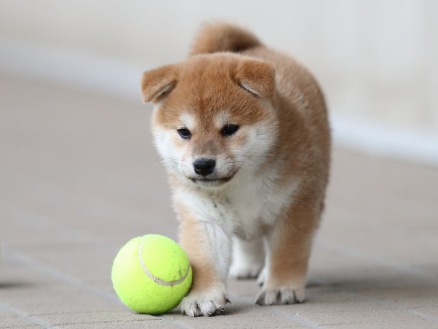 AI5I0041-puppy AI5I0041-puppy