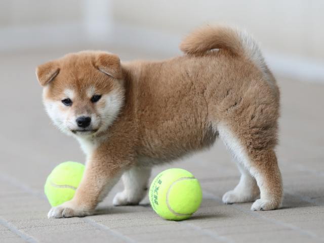 AI5I0049-puppy AI5I0049-puppy