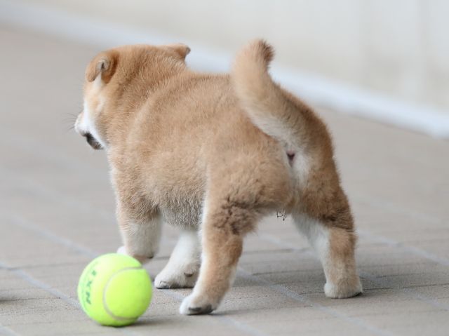 AI5I0072-puppy AI5I0072-puppy