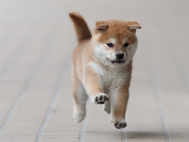 AI5I0078-puppy AI5I0078-puppy