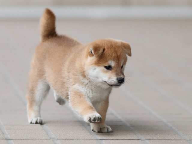 AI5I0103-puppy AI5I0103-puppy
