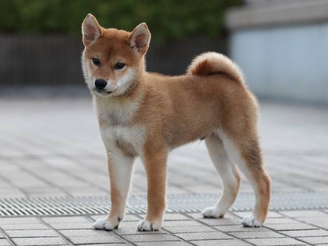 AI5I0476-puppy AI5I0476-puppy