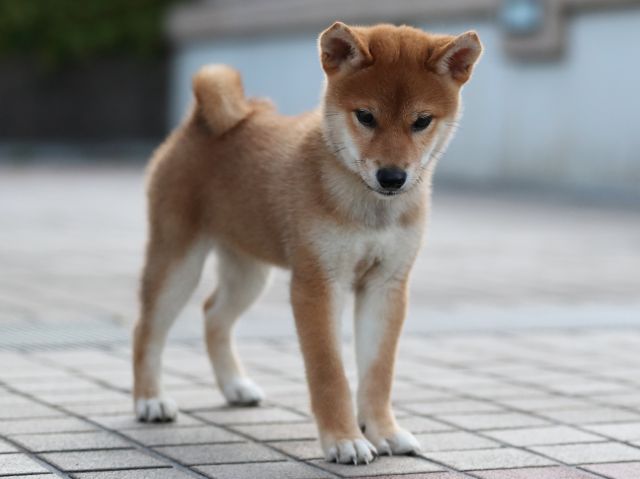AI5I0583-puppy AI5I0583-puppy