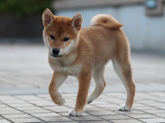 AI5I0587-puppy AI5I0587-puppy