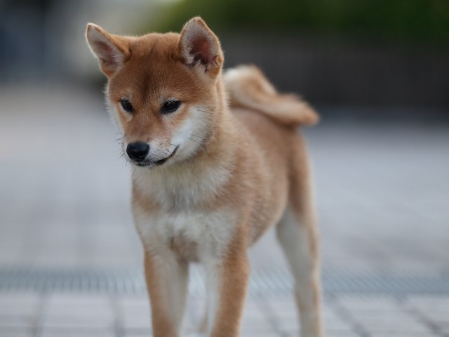 AI5I0634-puppy AI5I0634-puppy
