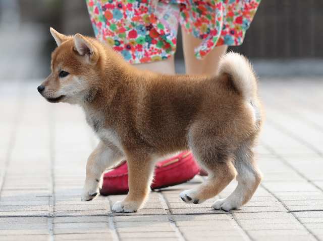 AI5I1628-puppy AI5I1628-puppy