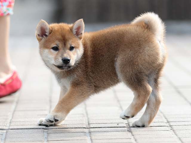 AI5I1639-puppy AI5I1639-puppy