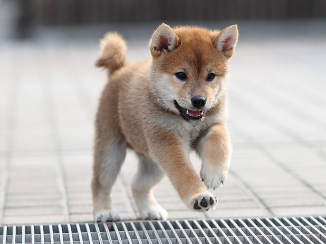 AI5I1652-puppy AI5I1652-puppy