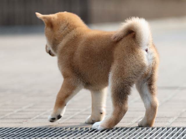 AI5I1693-puppy AI5I1693-puppy