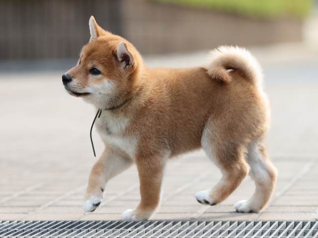 AI5I1699-puppy AI5I1699-puppy