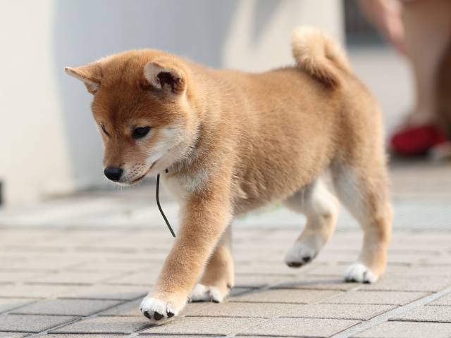 AI5I1702-puppy AI5I1702-puppy