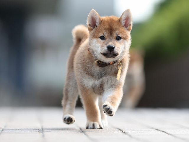AI5I1732-puppy AI5I1732-puppy