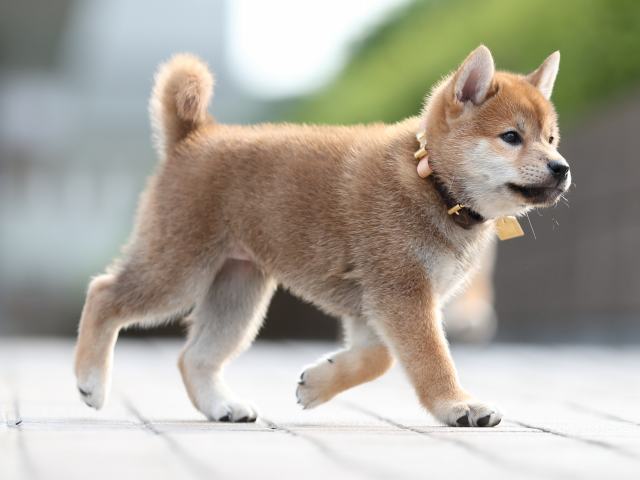 AI5I1740-puppy AI5I1740-puppy
