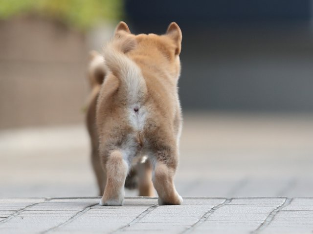 AI5I1765-puppy AI5I1765-puppy
