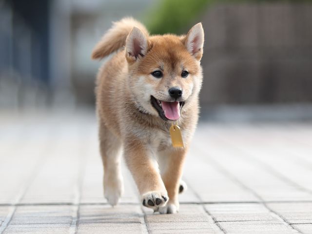 AI5I1845-puppy AI5I1845-puppy