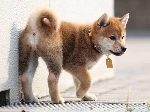 AI5I1908-puppy AI5I1908-puppy