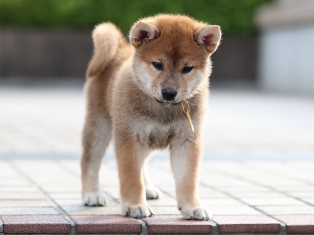 AI5I1940-puppy AI5I1940-puppy